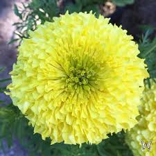 Primrose Hybrid Marigold Seeds