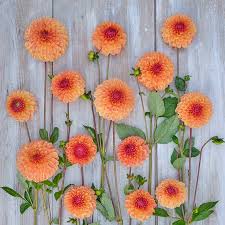 Dahlia Seeds (Ball) - Bonanza