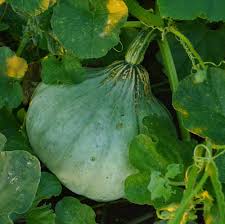 Squash (Winter) Seeds - Sweet Meat