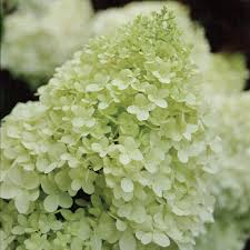 Hydrangea Limelight Panicle Seeds