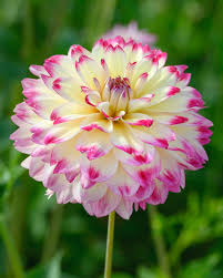 Dahlia Seeds (Decorative) - Aphrodite