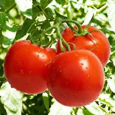 Tomato Seeds - Bonny Best