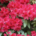 Heirloom Red Azalea Rhododendron Flower Seeds for Planting – Non-GMO Garden Seeds Dhara Seeds