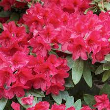 Heirloom Red Azalea Rhododendron Flower Seeds for Planting – Non-GMO Garden Seeds Dhara Seeds