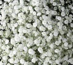 Perennial Babys Breath Seeds