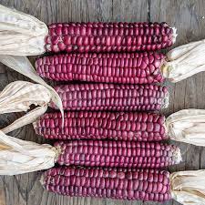 CORN SEEDS, MONTANA LAVENDER CLAY