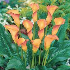 Zantedeschia Arum Lily Flower Seeds for Planting - Heirloom and Non-GMO garden Seeds Dhara Seeds