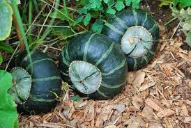 Squash (Winter) Seeds - Burgess Buttercup