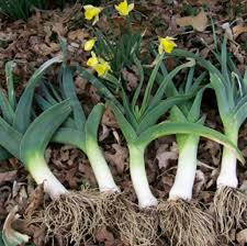 Leek Seeds - American Flag