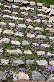 Thymus Purple Carpet Creeping Thyme Seeds