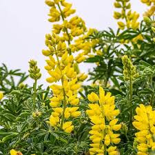 Annual Lupine Seeds - Golden Yellow