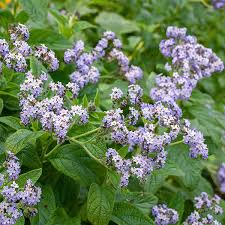 Heliotrope - Old Fashioned Seeds