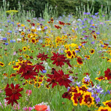 Coreopsis Seeds - Amulet