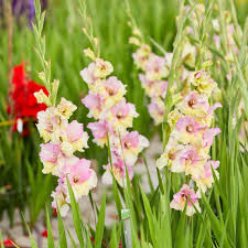 Gladiolus Flower Seeds - Mon Amour