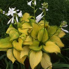 Hosta 'Stained Glass' Plantain Lily