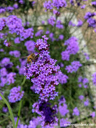 Vanity Verbena Seeds