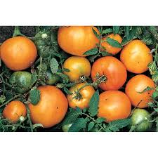 Tomato Seeds - Persimmon