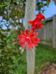 Monkey Tail Cactus Seeds for Planting - NON GMO Seeds Dhara Seeds