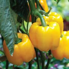 Yellow Bell Pepper Capsicum annuum for planting in patio garden