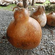 Brown Bottle Gourd Lagenaria siceraria seeds for vertical garden planting