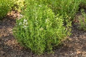 Green Thymus Serpyllum Plant Seeds for Planting - NON GMO Seeds Dhara Seeds