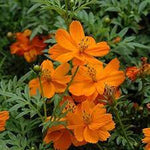 Orange Bossa Nova Flower Seeds for Planting - NON GMO Seeds Dhara Seeds