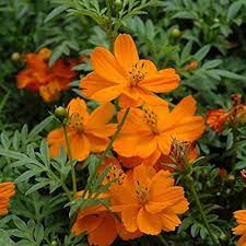 Orange Bossa Nova Flower Seeds for Planting - NON GMO Seeds Dhara Seeds