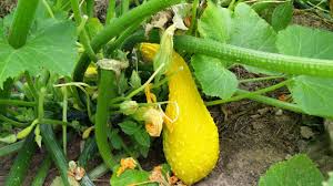 Squash Seeds (Organic) - Golden Summer Crookneck