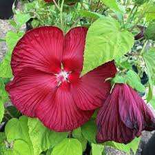 Deep Red Hibiscus Seeds