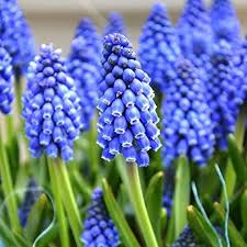 Grape Hyacinth Seeds (Muscari) - Armeniacum