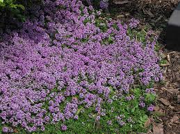 Thymus Purple Carpet Creeping Thyme Seeds