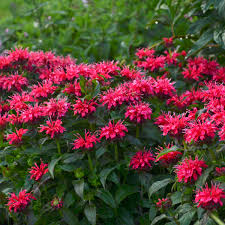 Monarda Cherry Pops Seeds