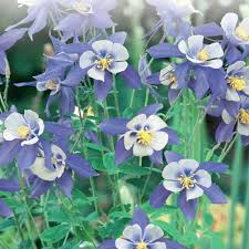 Columbine Seeds - Blue Star