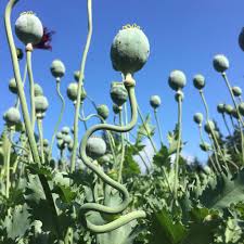 Poppy Black Swan Seeds