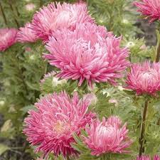 Aster Seeds (Semi-Dwarf) - Jewelaster Rose