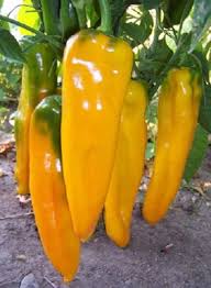 Sweet Pepper Seeds - Golden Marconi