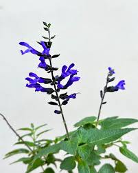 Salvia Blue Brazilian Sage Seeds