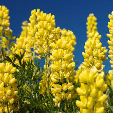 Annual Lupine Seeds - Golden Yellow