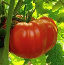 Tomato Seeds - Beefsteak (Determinate)