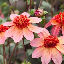 Dahlia Seeds (Anemone-Flowered) - Totally Tangerine