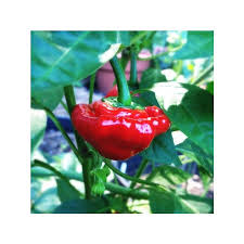 Hot Pepper Seeds - Jamaica Hot Red