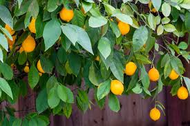 Citrus Meyer Lemon Tree