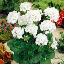 White Geranium Seeds