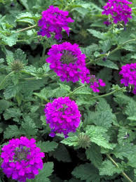 Verbena Homestead Purple Vervain