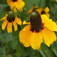 Clasping Coneflower Seeds