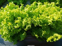 Lettuce Seeds - Grand Rapids TBR