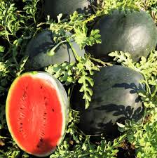 Watermelon Seeds - Black Diamond