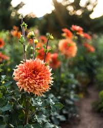 Dahlia Seeds - Hearts on Fire Mix