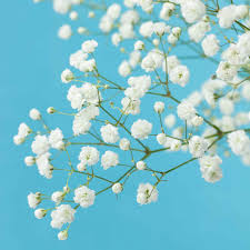 Babys Breath Seeds (Perennial) - Snowflake