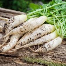 Radish Seeds - White Icicle